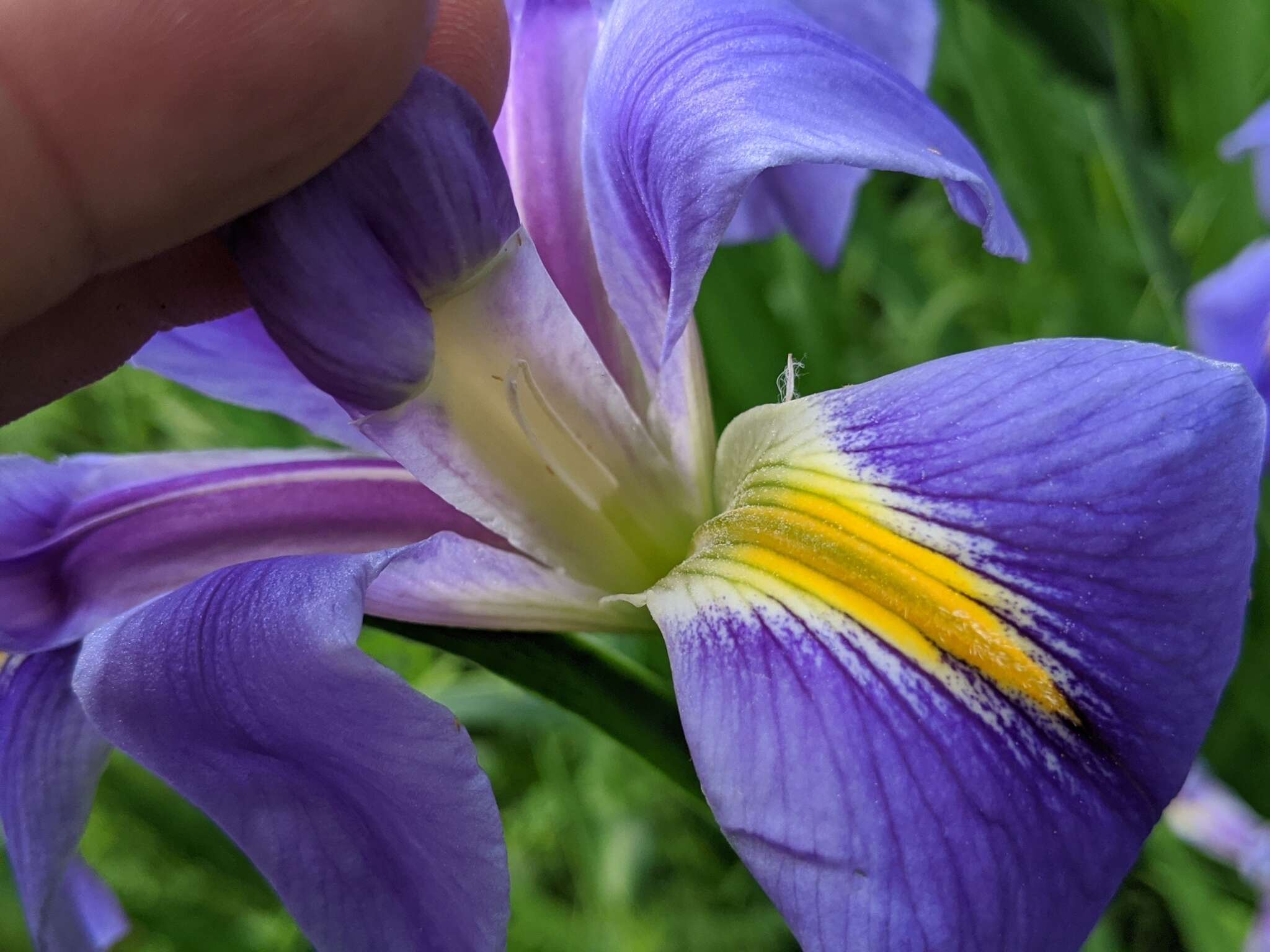 Image of giant blue iris