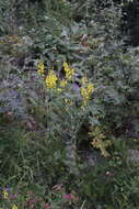 Image of broomleaf toadflax