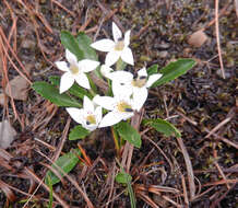 Image of Lysipomia laciniata A. DC.