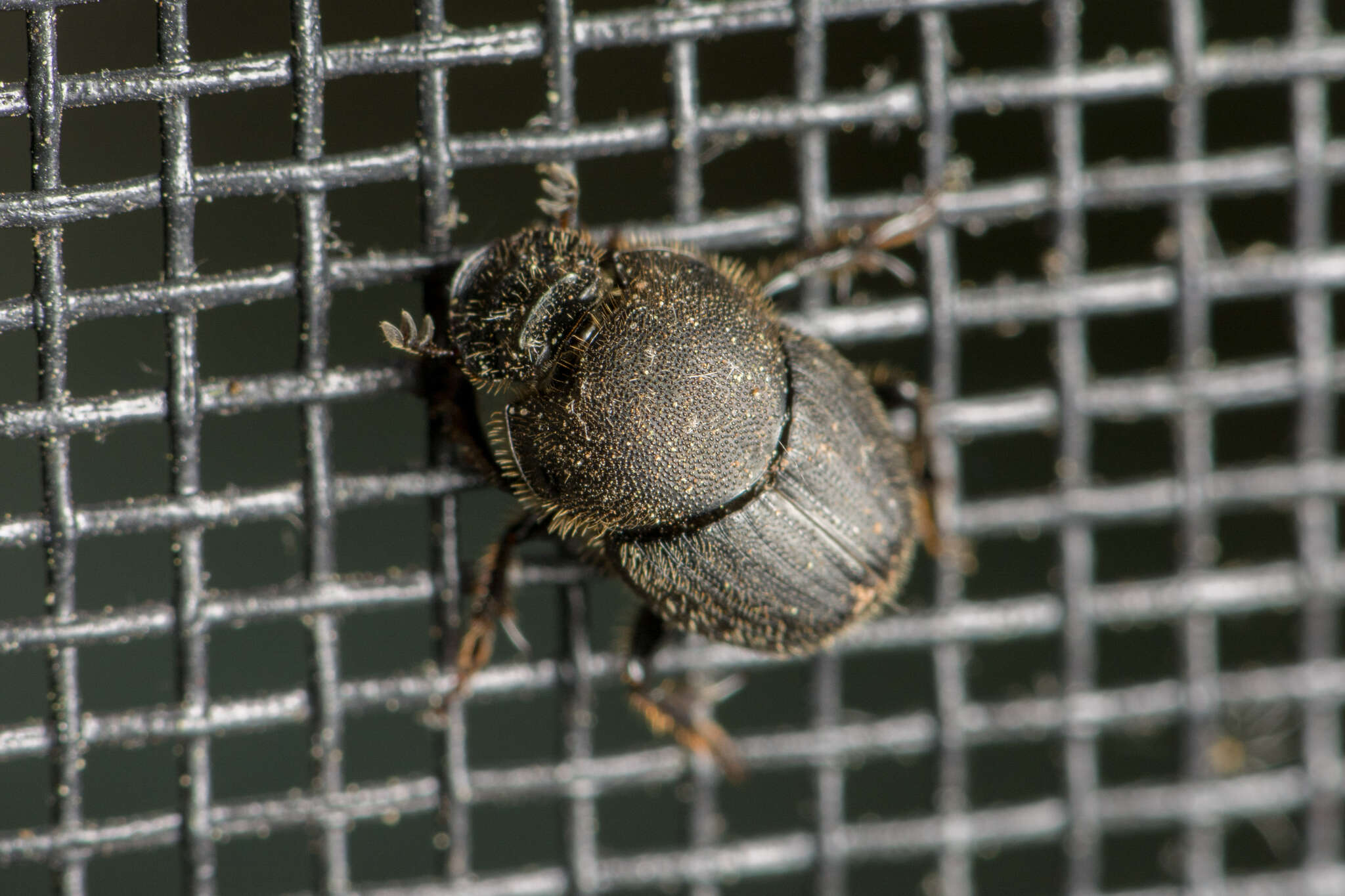 Image of Scooped Scarab