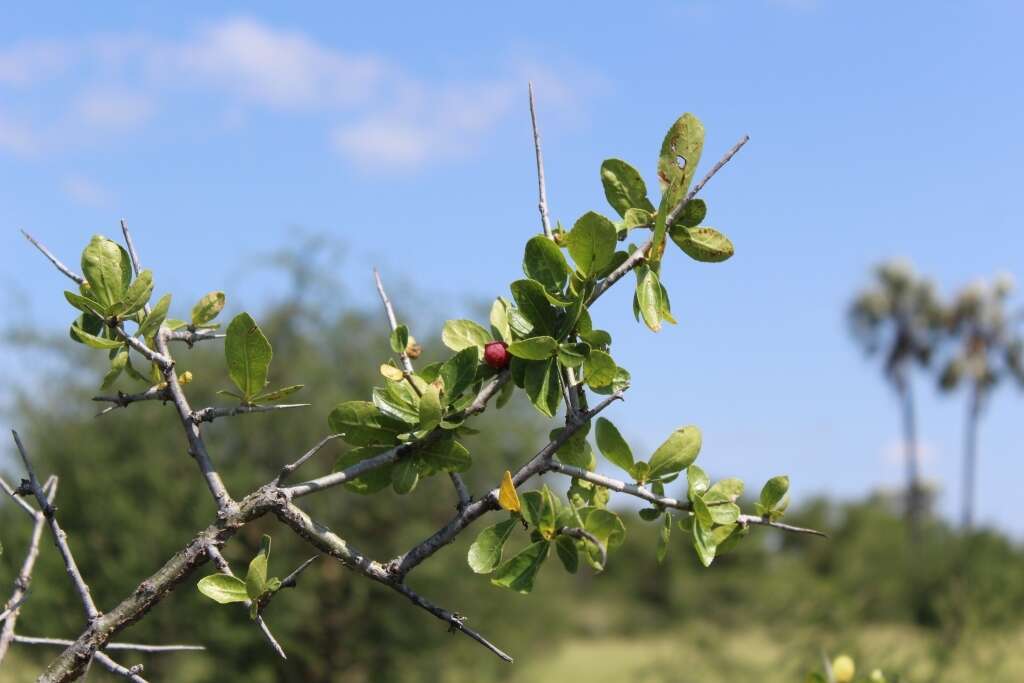 Plancia ëd Commiphora glandulosa Schinz