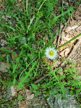 Image of Taraxacum coreanum Nakai