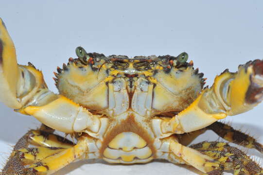 Image of warty crab