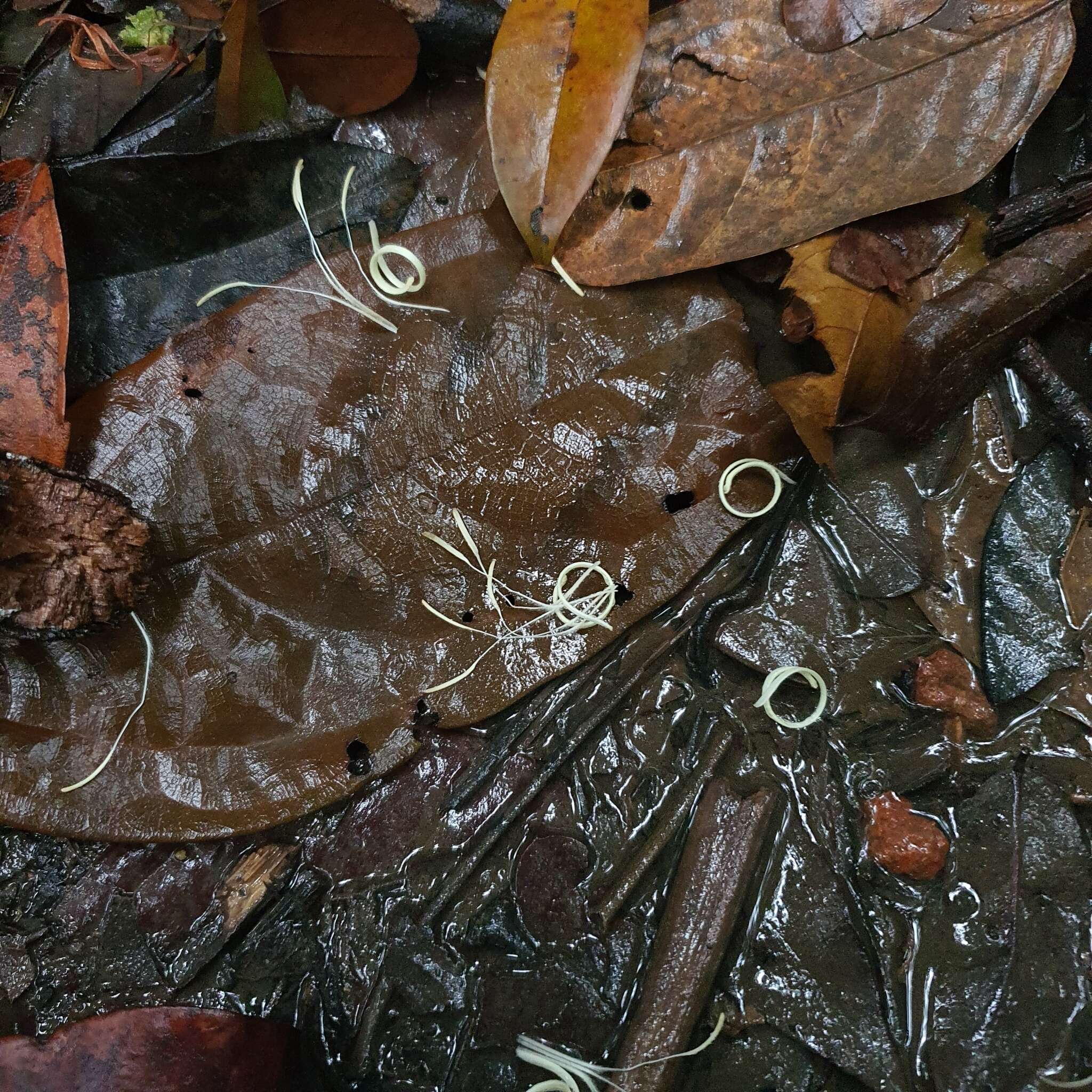 Image de Alangium longiflorum Merr.