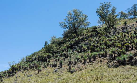 Image of Xanthorrhoea glauca subsp. angustifolia D. J. Bedford