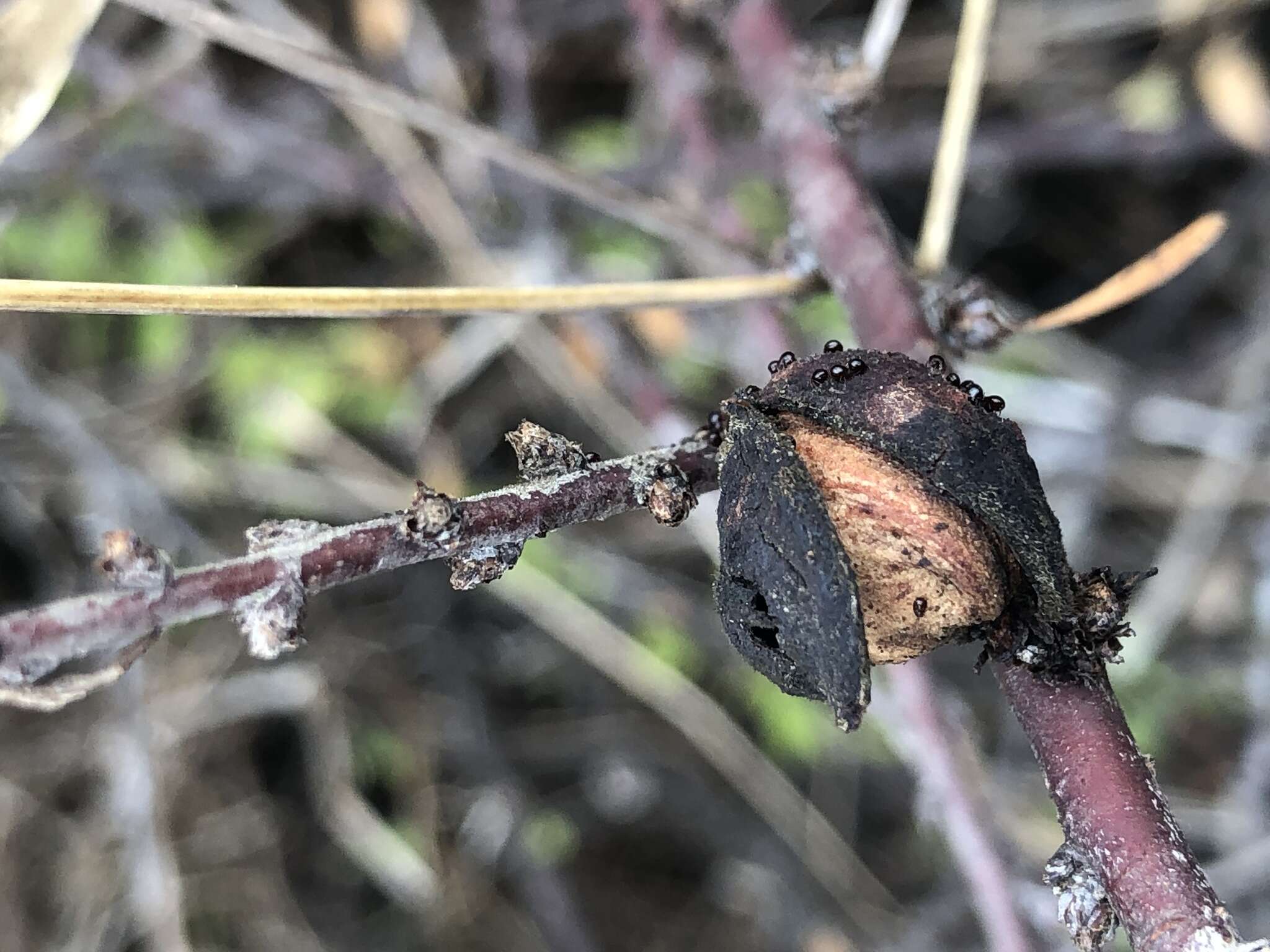 Image of desert almond