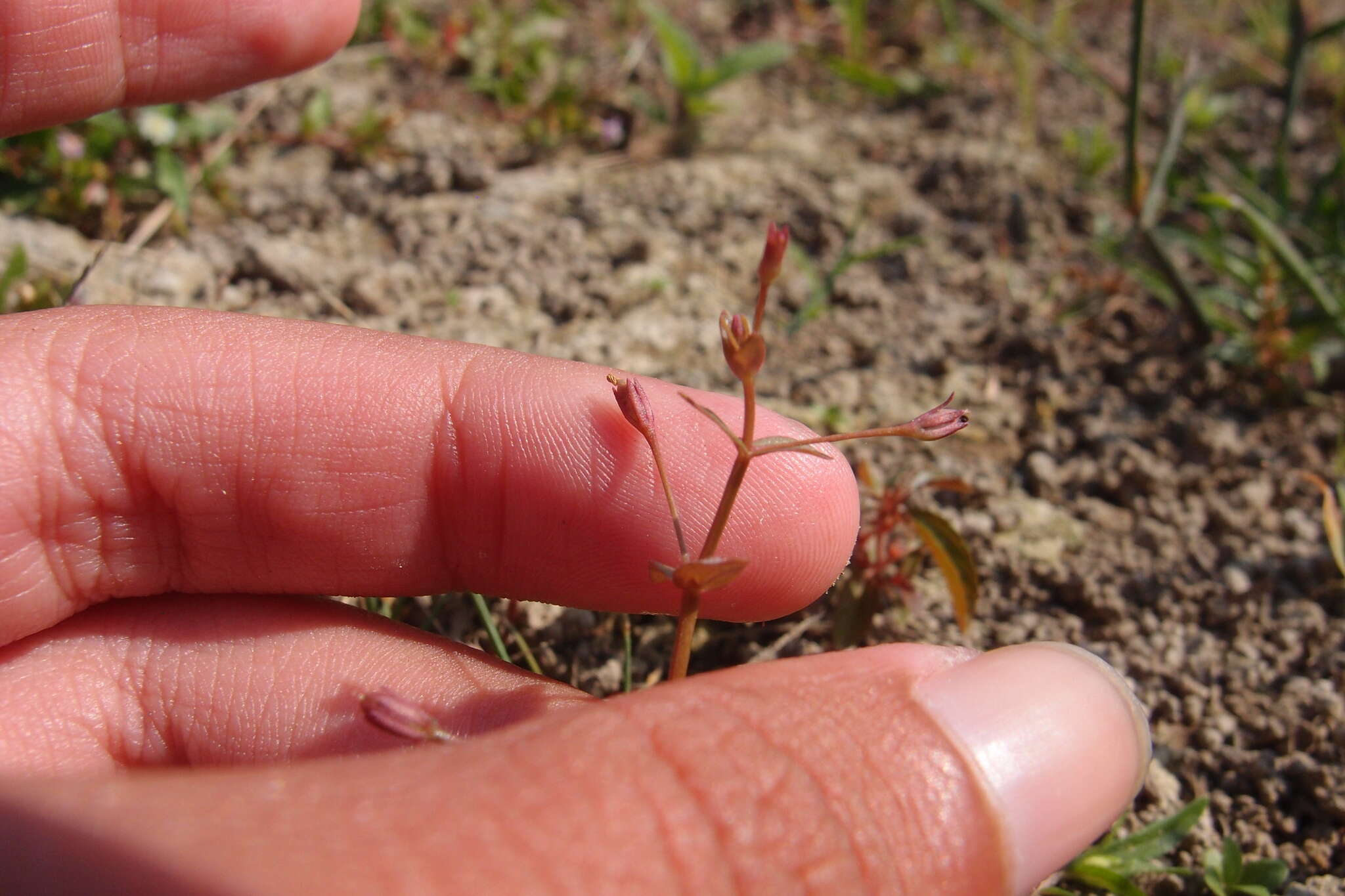 Image of Prostrate False Pimpernel