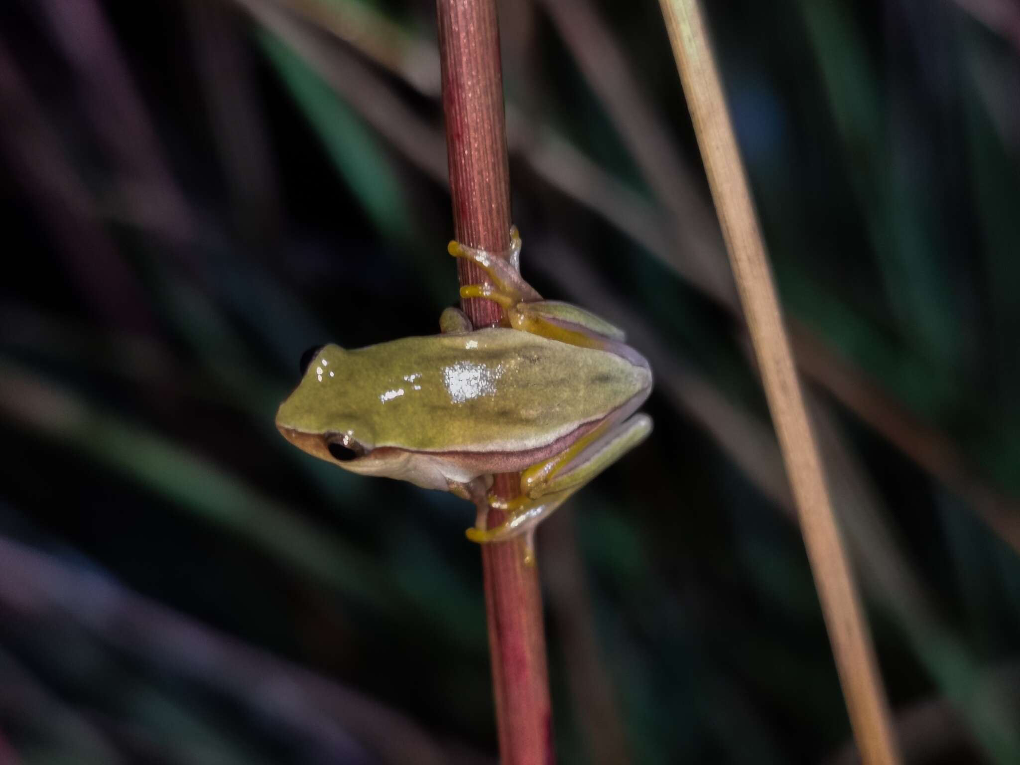 Image of Dendropsophus jimi (Napoli & Caramaschi 1999)