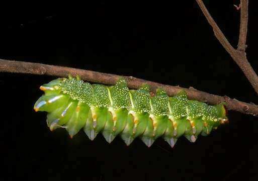 Image of Aurivillius fusca (Rothschild 1895)