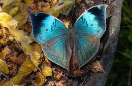 Image of Sahyadri blue oakleaf