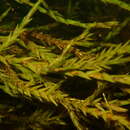 Image of New England fontinalis moss