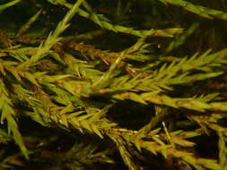 Image of New England fontinalis moss