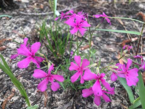 Image of Texas trailing phlox