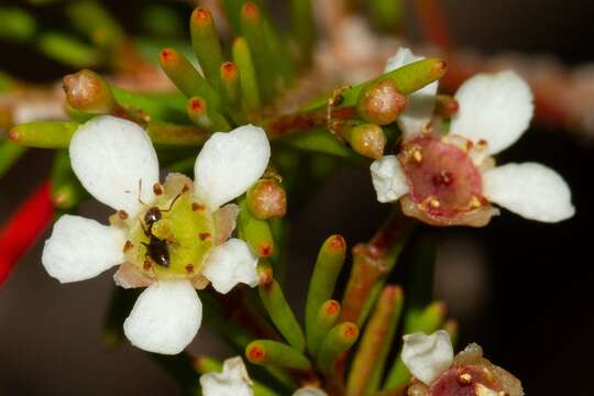 Image of Sannantha leratii (Schltr.) Peter G. Wilson