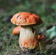 Imagem de Gyroporus ballouii (Peck) E. Horak 2011