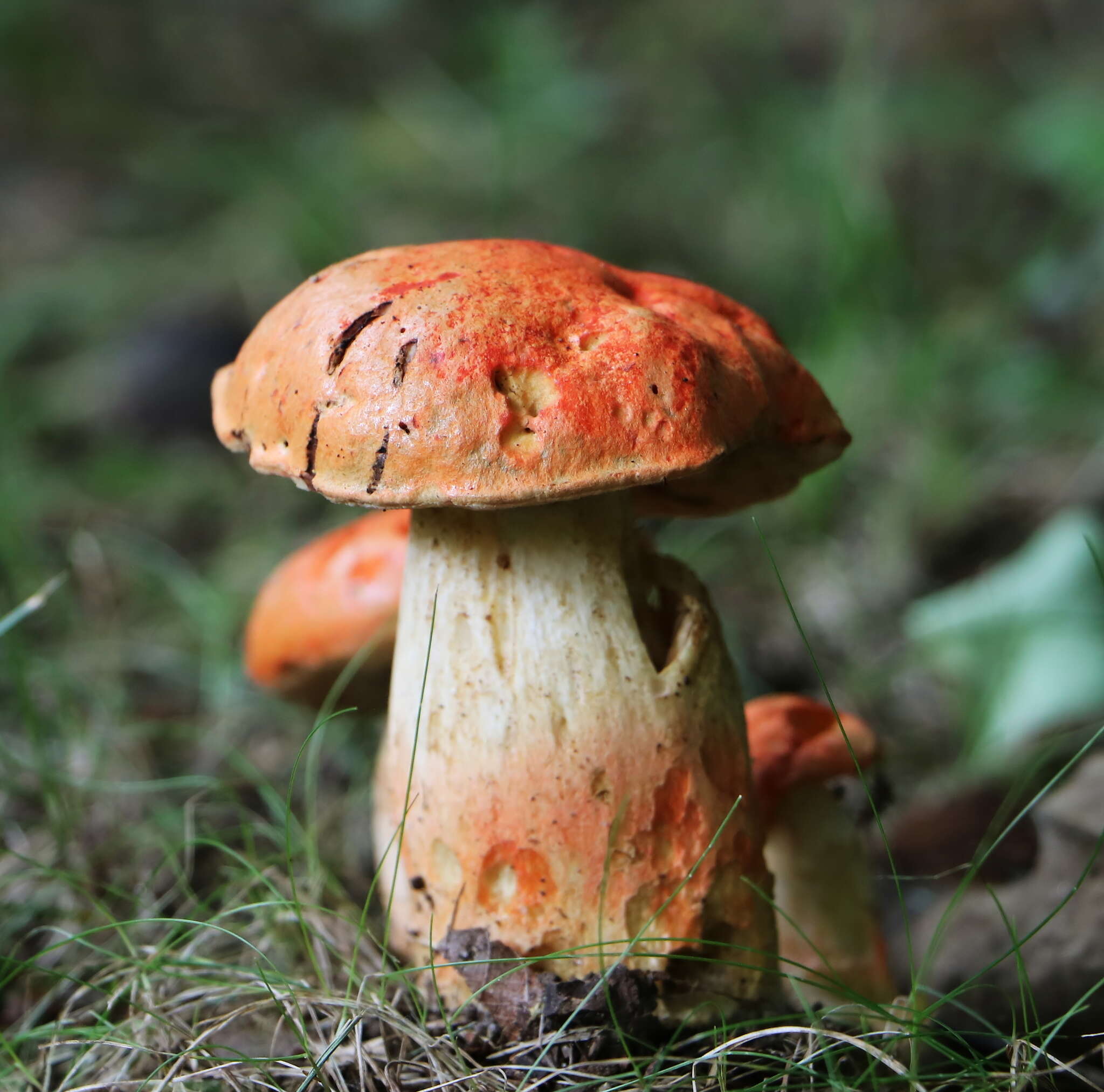 Image of Gyroporus ballouii (Peck) E. Horak 2011