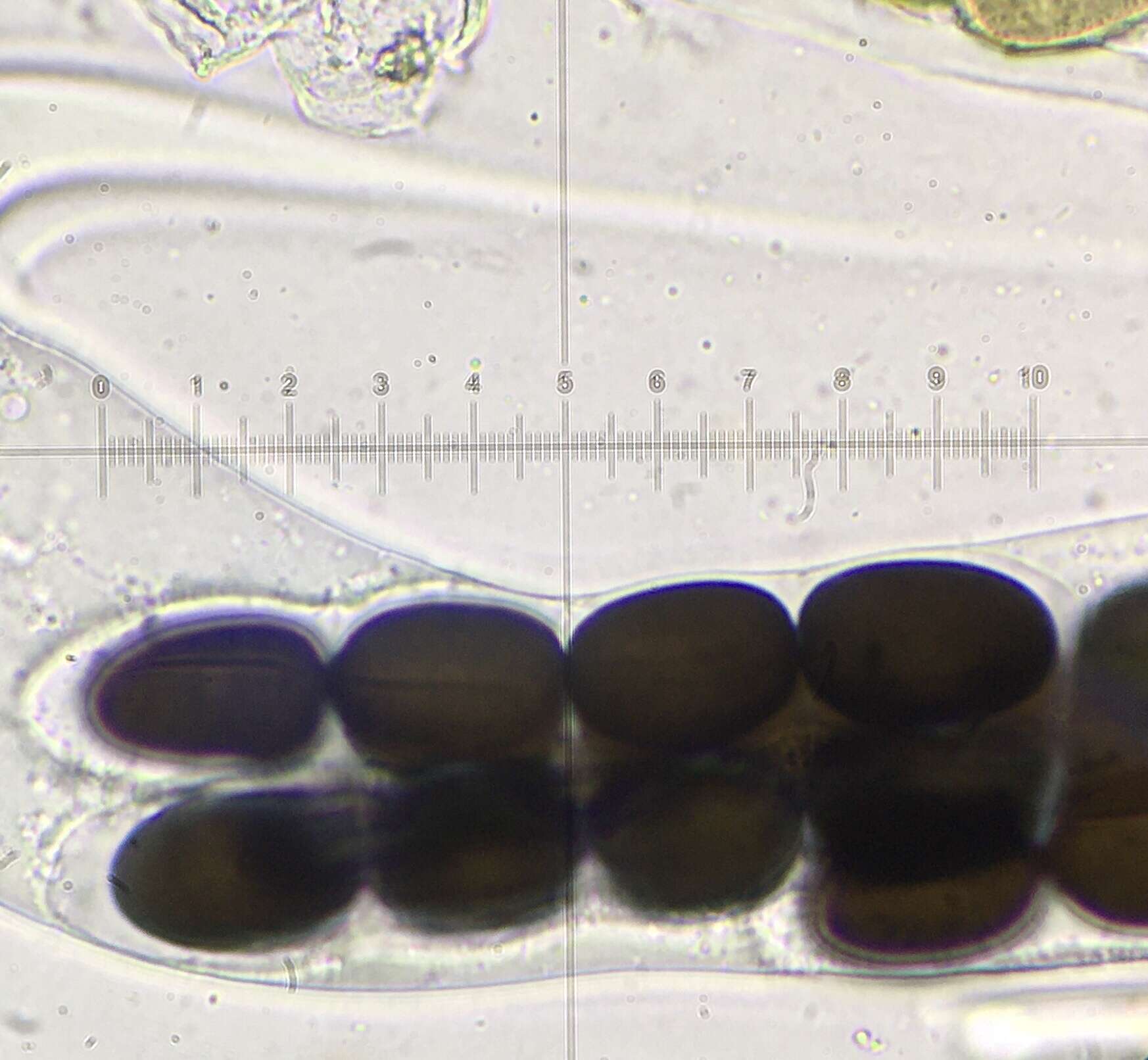 Image of Preussia longisporopsis (S. I. Ahmed & Cain) Kruys 2009