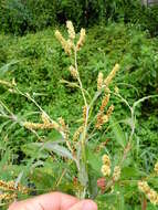 Image of Persicaria lanata (Roxb.) N. N. Tzvel.