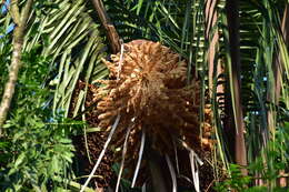 Image of cohune palm