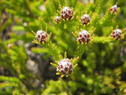 Image of Leucadendron sorocephalodes Phillips & Hutchinson