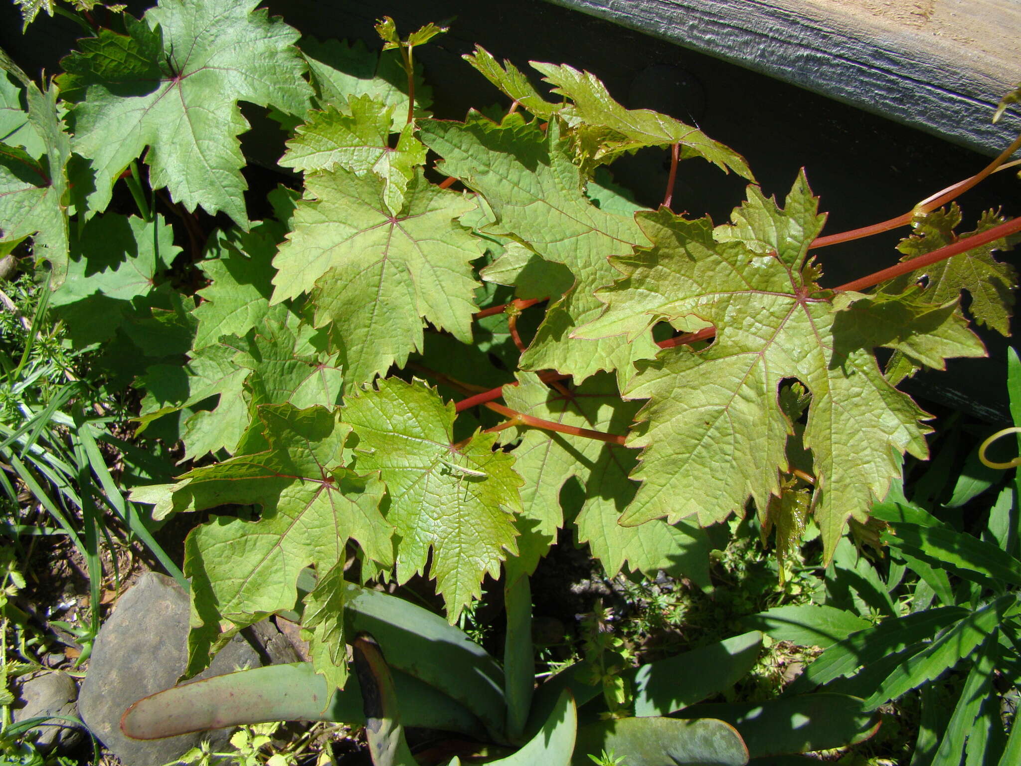 Image of wine grape