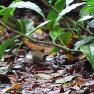 Image of Atherton Scrubwren