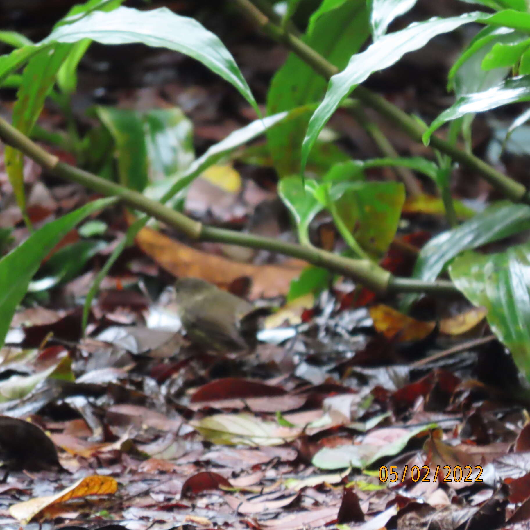 Image of Atherton Scrubwren