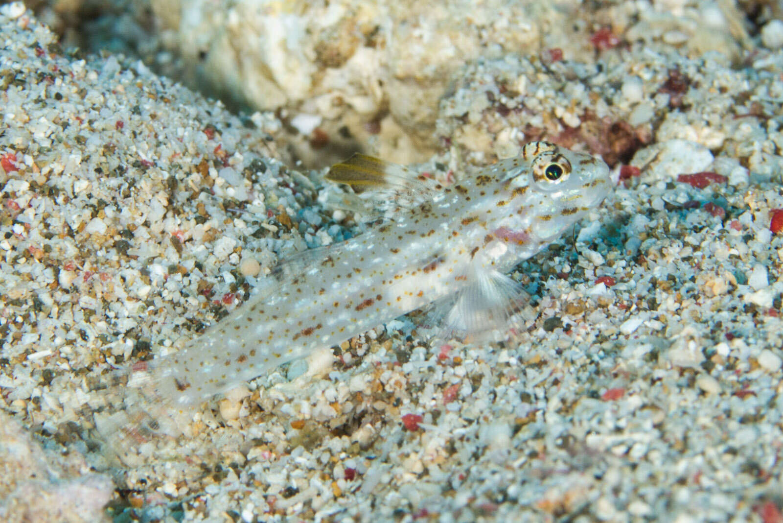 Image of Blacktip sandgoby