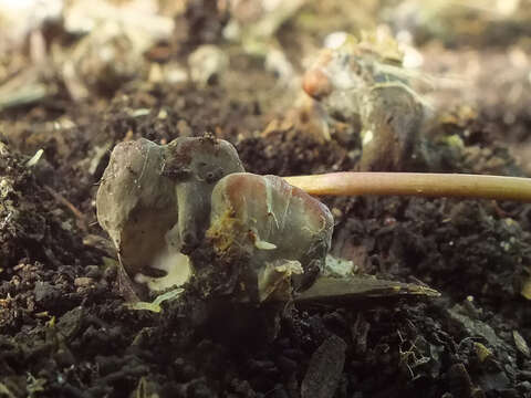 صورة Xylaria friesii Læssøe 1992