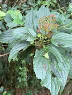 Image de Viburnum urceolatum Sieb. & Zucc.