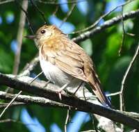 صورة Catharus fuscescens (Stephens 1817)