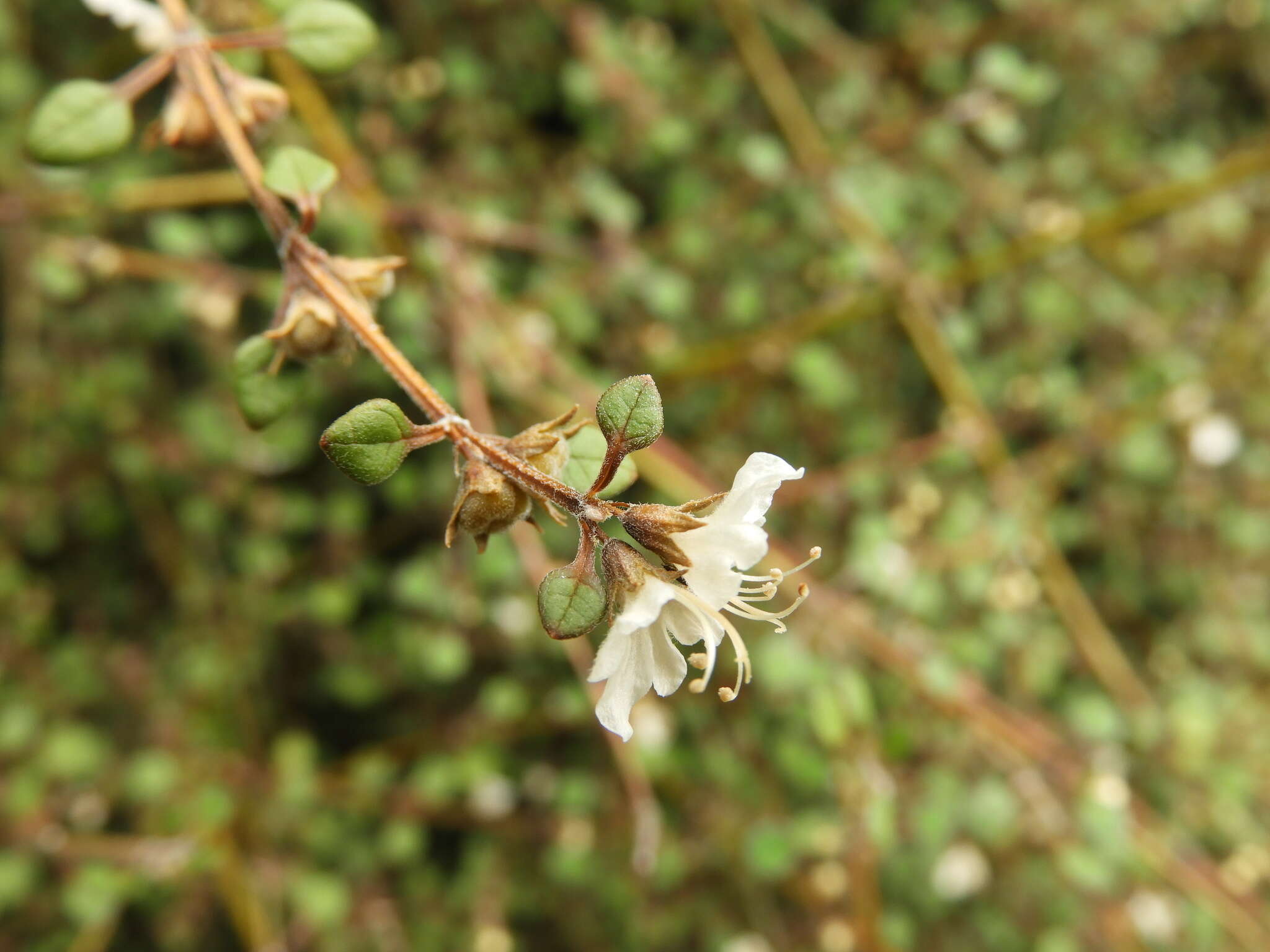 Teucrium parvifolium (Hook. fil.) Kattari & Salmaki的圖片