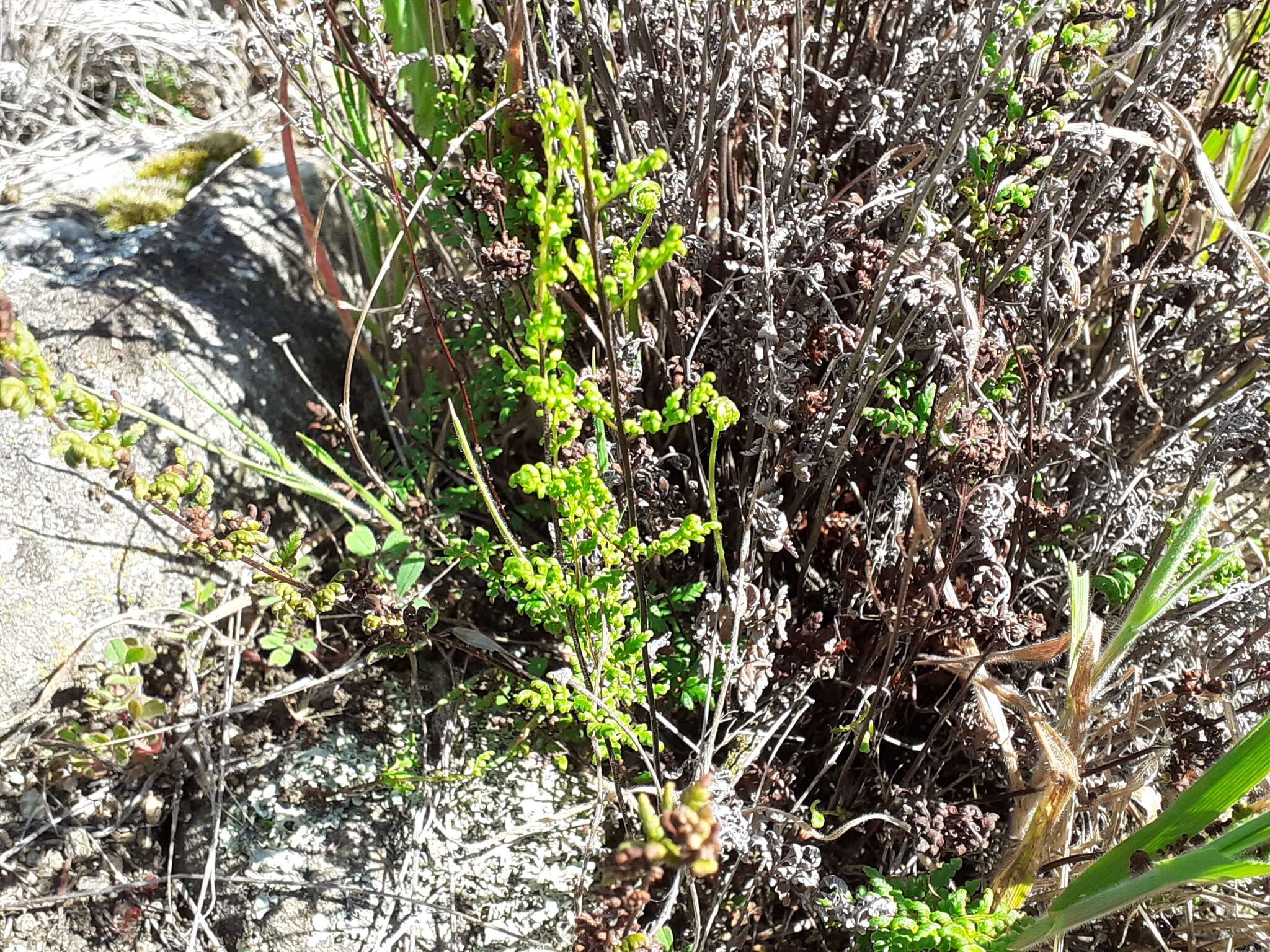 Image of Cheilanthes sieberi subsp. sieberi