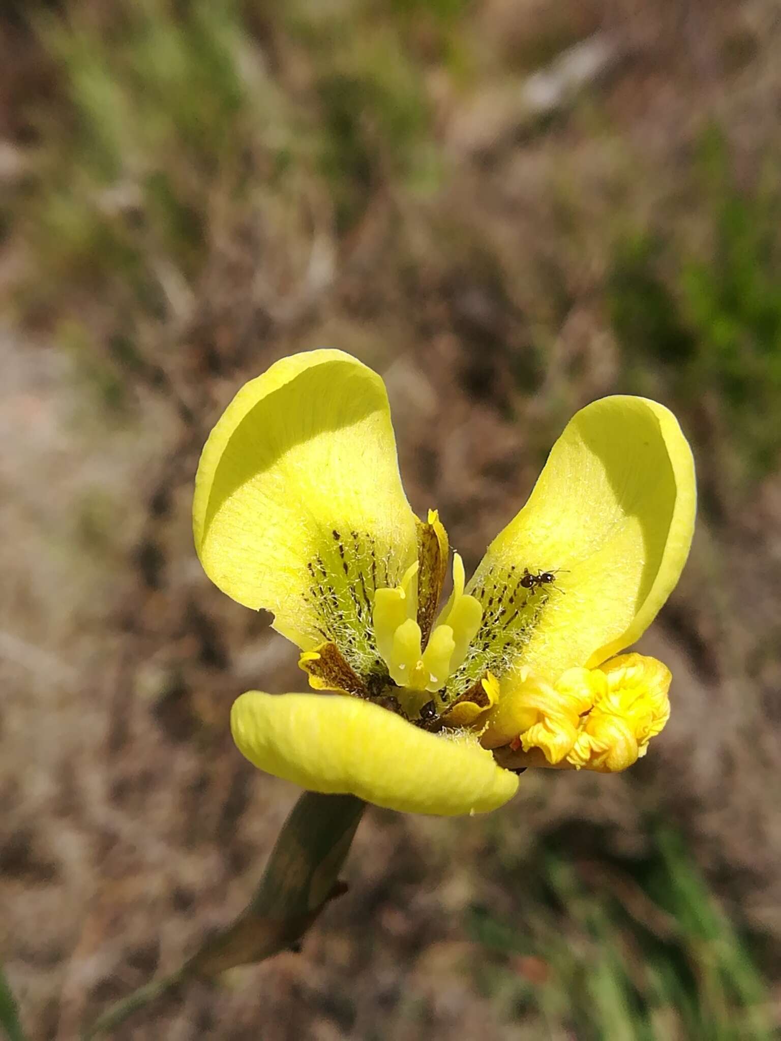 Image of Moraea bellendenii (Sweet) N. E. Br.