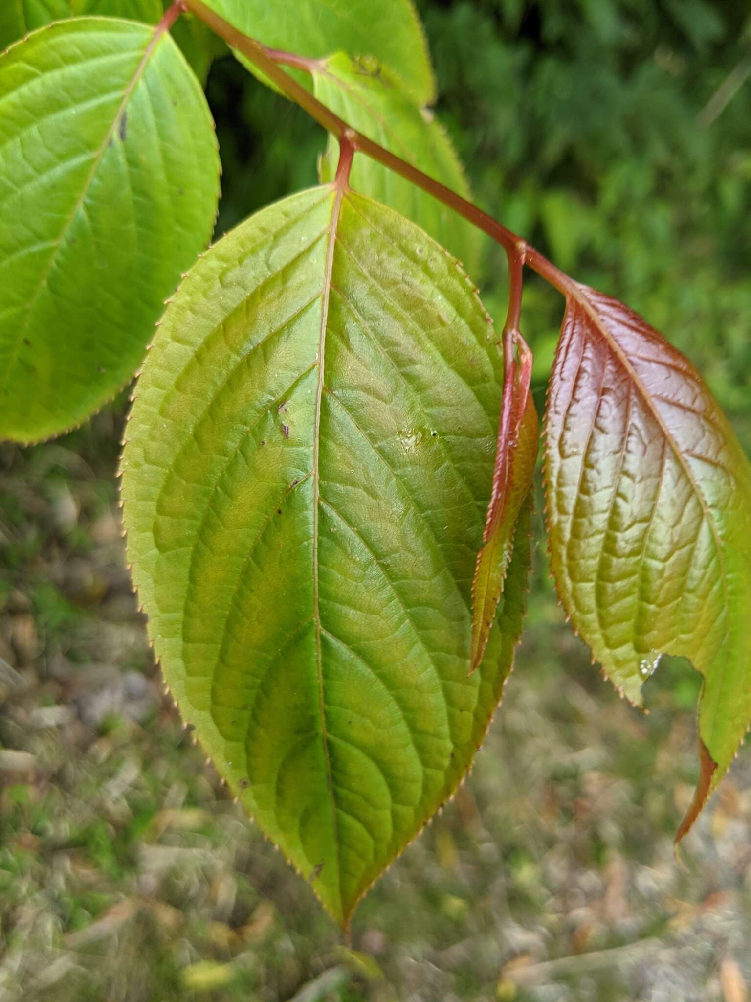 Image of Perrottetia arisanensis Hayata