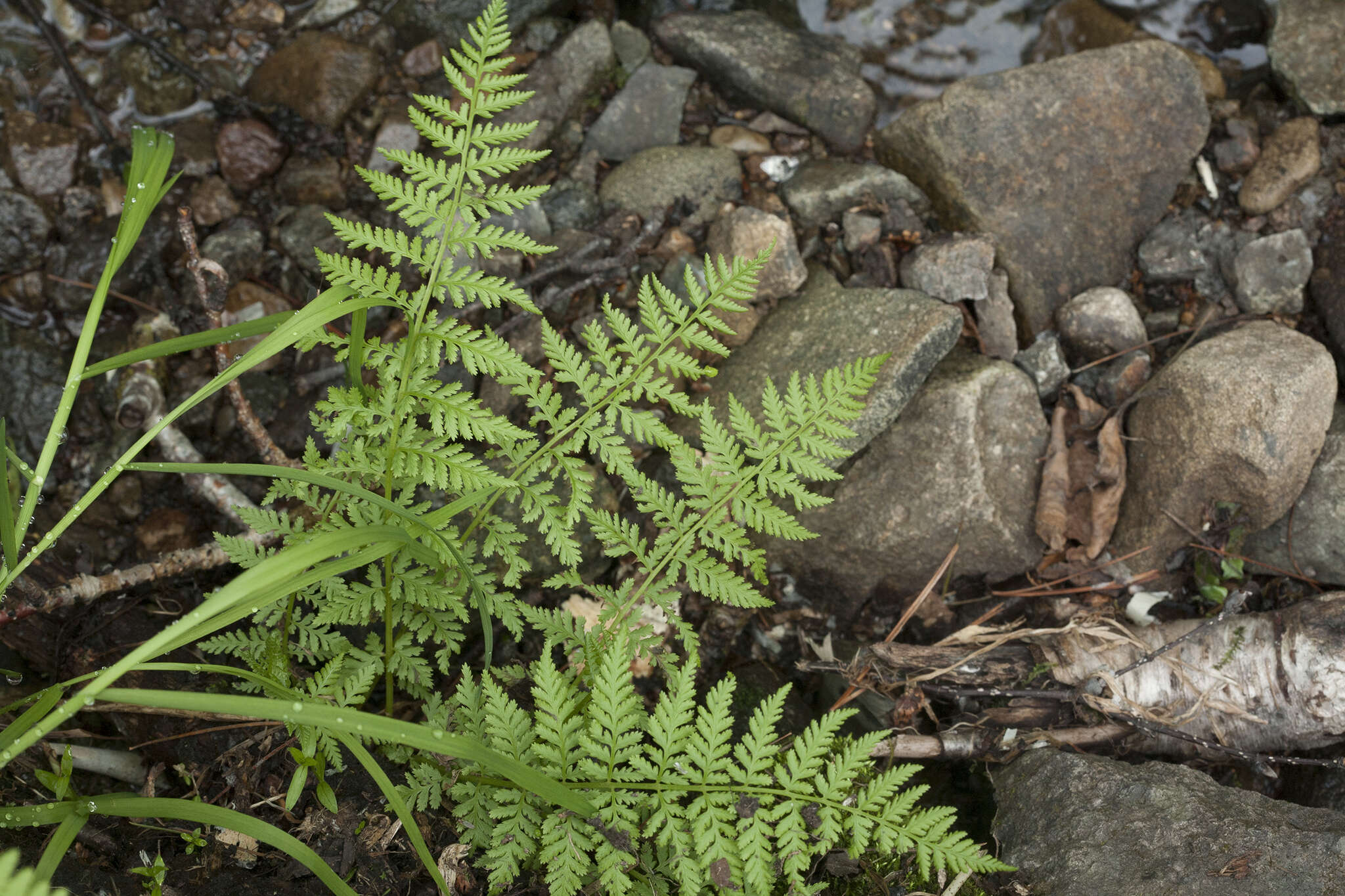 Image of American Alpine Lady Fern