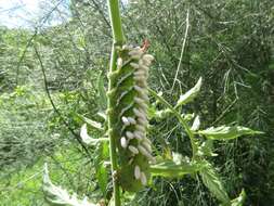 Cotesia congregata bracovirus resmi