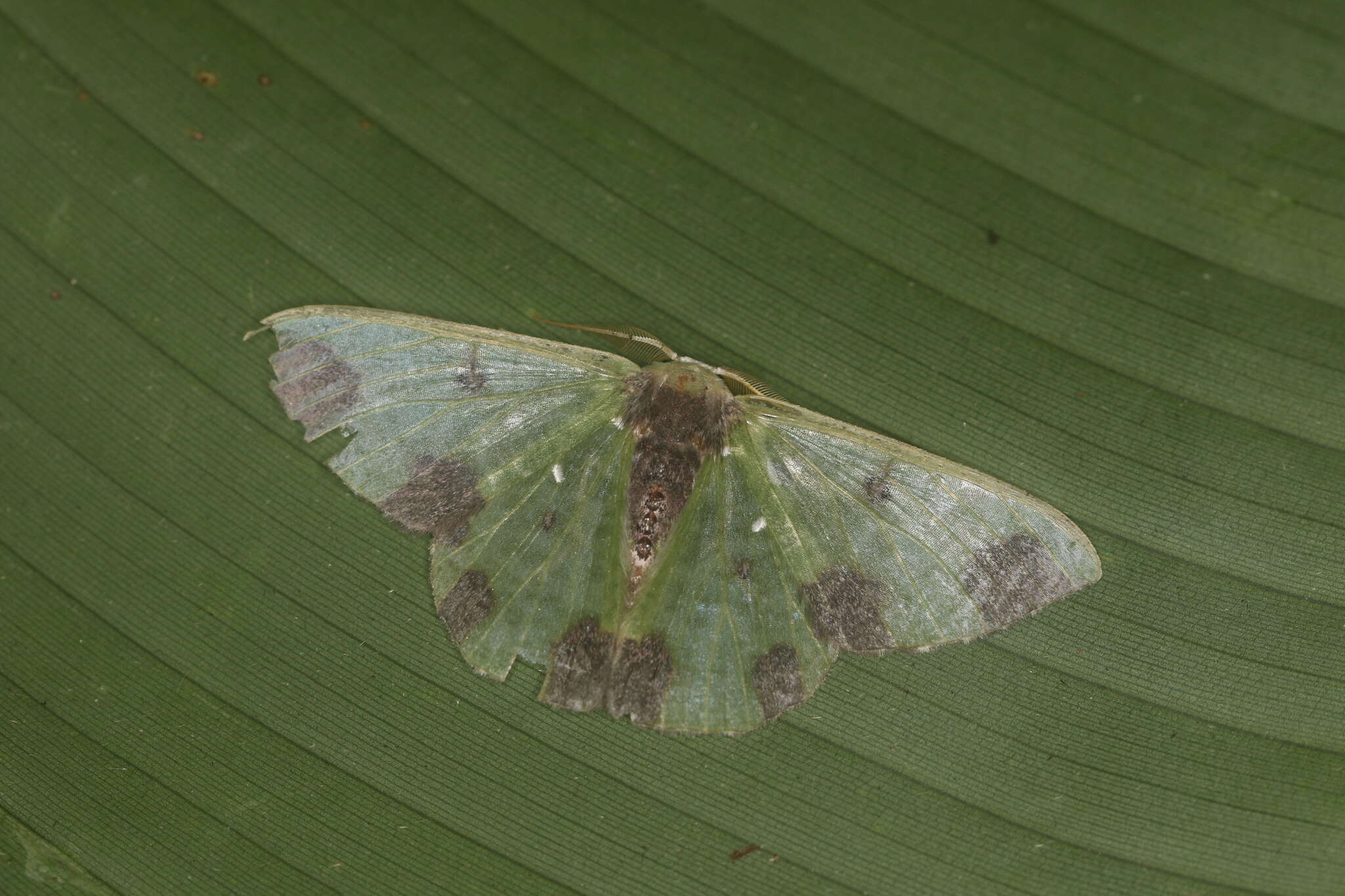 Image of Oospila atopochlora Prout 1933