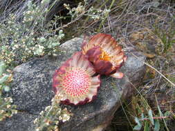 Image de Protea amplexicaulis (Salisb.) R. Br.