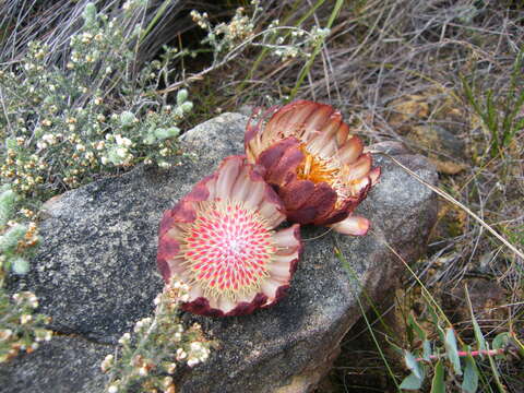 Image of Protea amplexicaulis (Salisb.) R. Br.