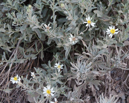 Image of Olympic Mountain aster