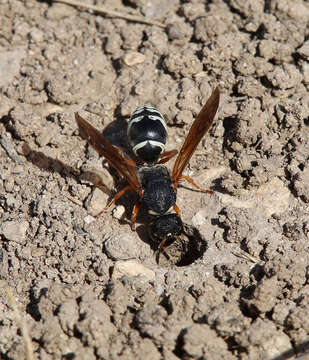 Sivun Tropidodynerus interruptus (Brulle 1832) kuva