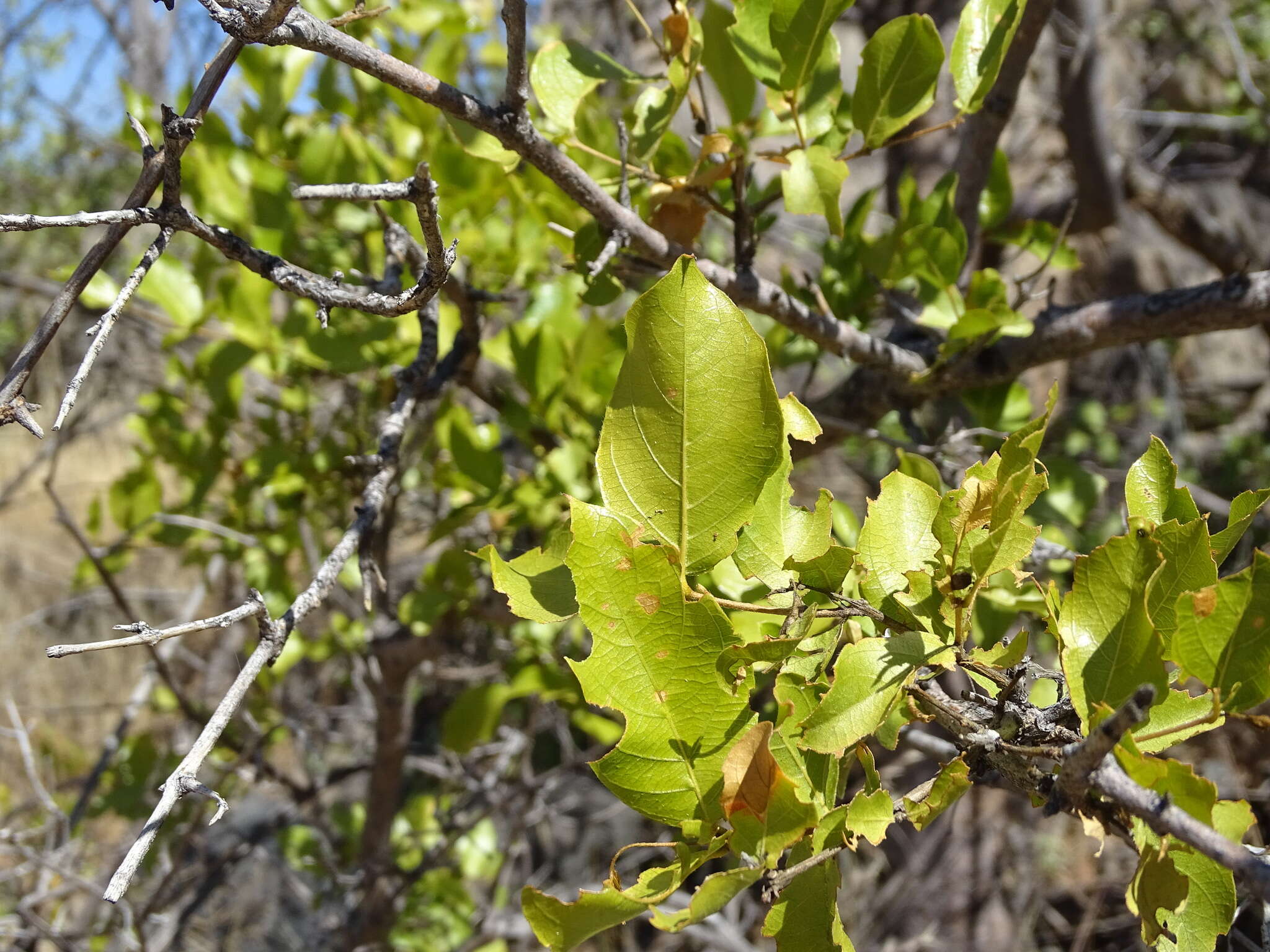 Imagem de Combretum apiculatum Sond.