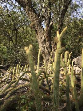 Image of Cleistocactus smaragdiflorus (F. A. C. Weber) Britton & Rose