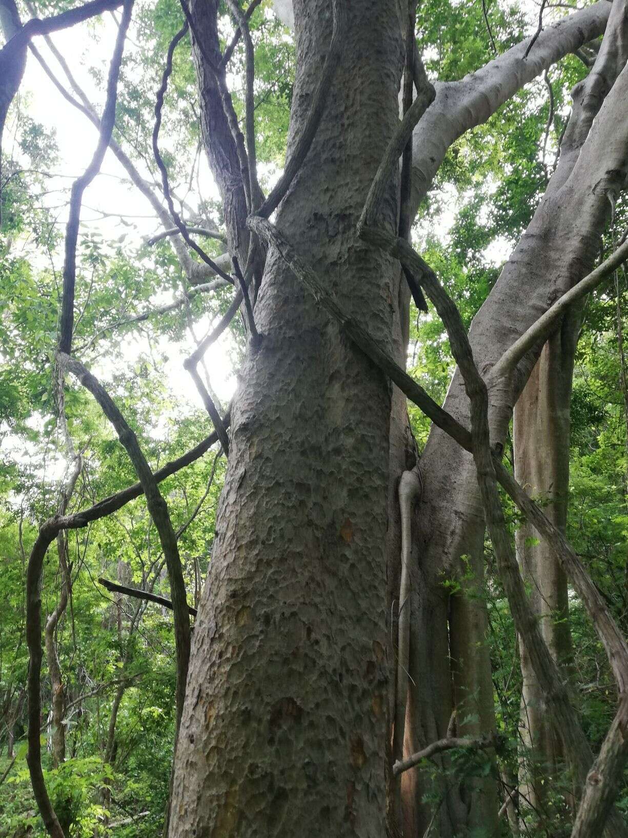 Imagem de Maclura tinctoria (L.) D. Don ex Steud.