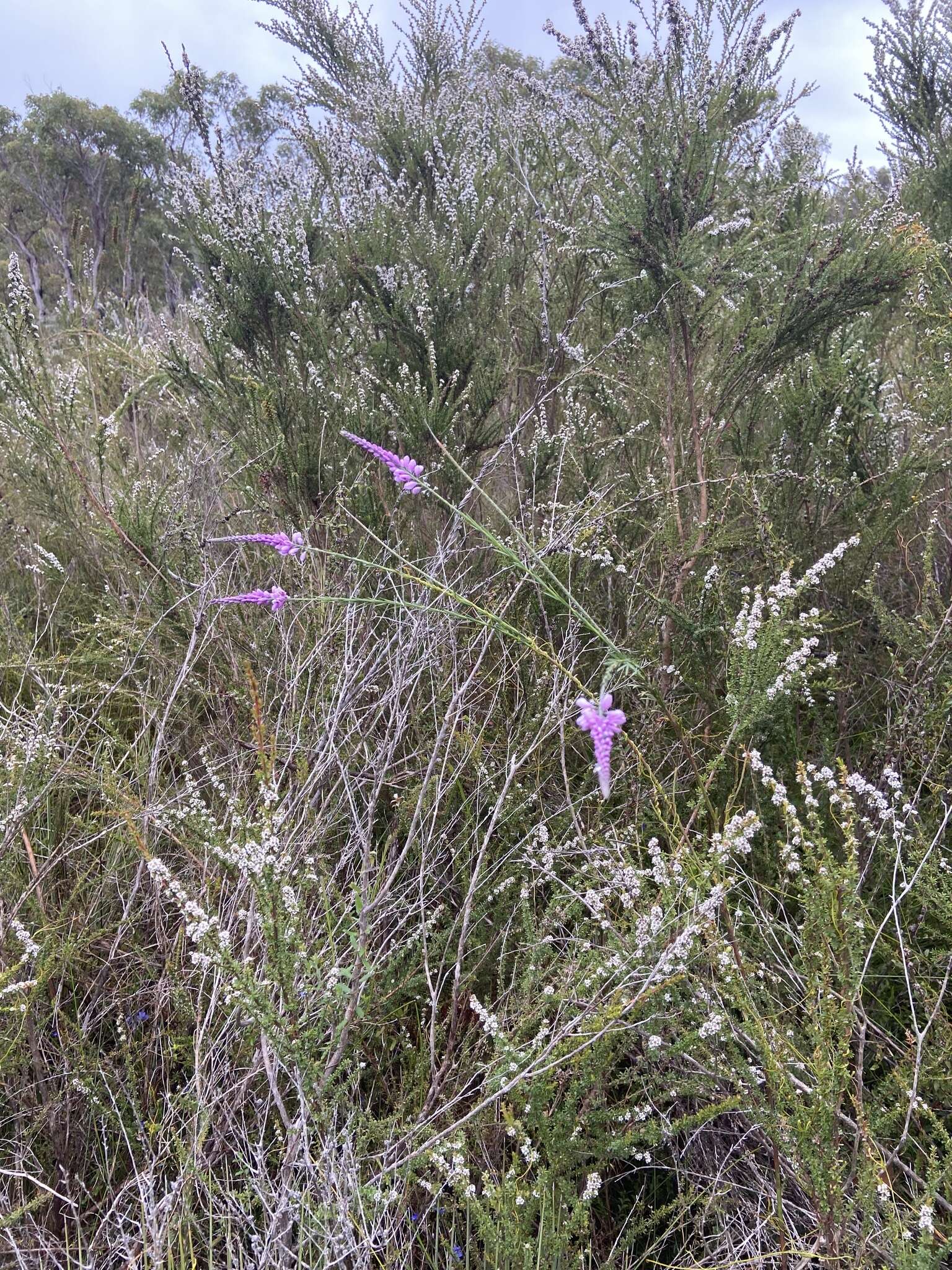 Sivun Comesperma virgatum Labill. kuva