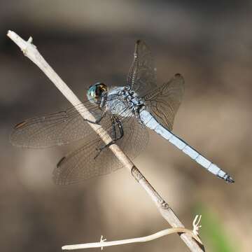 Image of <i>Orthetrum coerulescens anceps</i> (Schneider 1845)