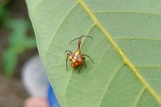 Image of Theridion quadratum (O. Pickard-Cambridge 1882)