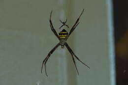 Image of Argiope aetheroides Yin, Wang, Zhang, Peng & Chen 1989