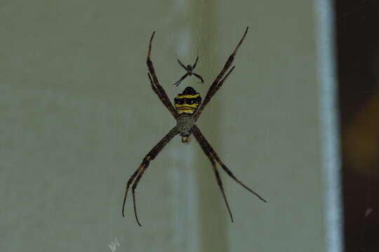 Image of Argiope aetheroides Yin, Wang, Zhang, Peng & Chen 1989